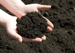 ROOPANS Cow Dung Manure for Plants & Home Gardening healthy plant ...