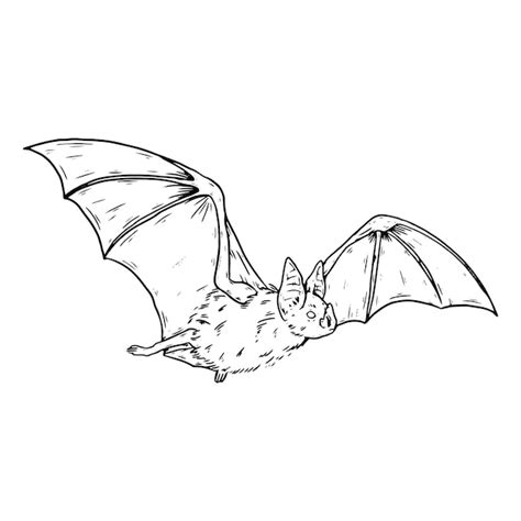 Images de Chauve Souris Dessin – Téléchargement gratuit sur Freepik
