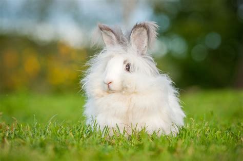 Angora Rabbit | Breed info, diet, purchase, housing | zooplus Magazine