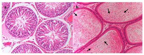 The Oral NOAEL of Flurochloridone in Male Wistar Rats in Ninety-Day ...