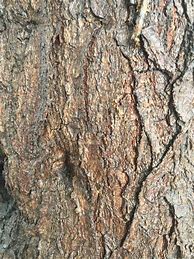 Image result for tree bark