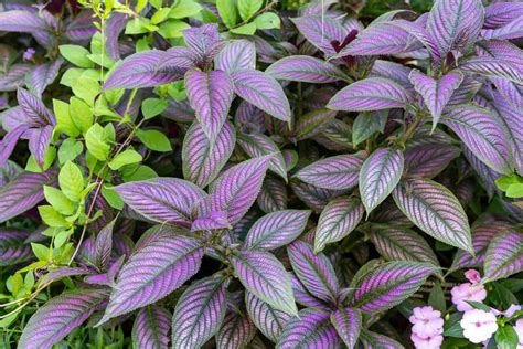 21 Shade-Loving Annuals for Instant Pops of Color