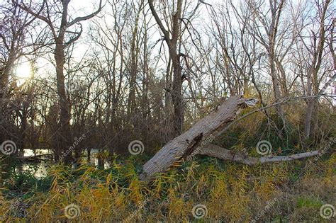 Swamp Biome 的图像结果