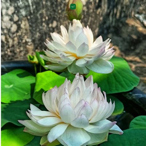 Amery Camelia Mini Bowl Lotus Tuber | Elegant Summer Bloom Lotus Plant ...