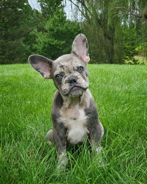 MANHEIM PIKE VETERINARY HOSPITAL - Lancaster PA - Hours, Directions ...