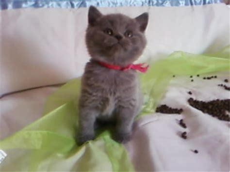 BKH Kitten Britisch Kurzhaar Kitten mit Papiere suchen neue Dosis in ...