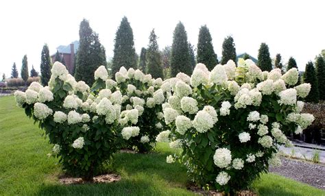 Hydrangea paniculata "Limelight" - Hydrangee Paniculee / Panicle ...