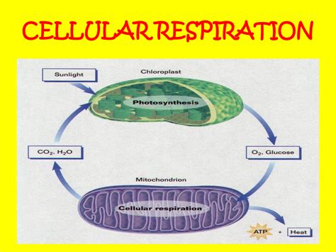 Does Cellular Respiration Occur In Plants - Plant Ideas