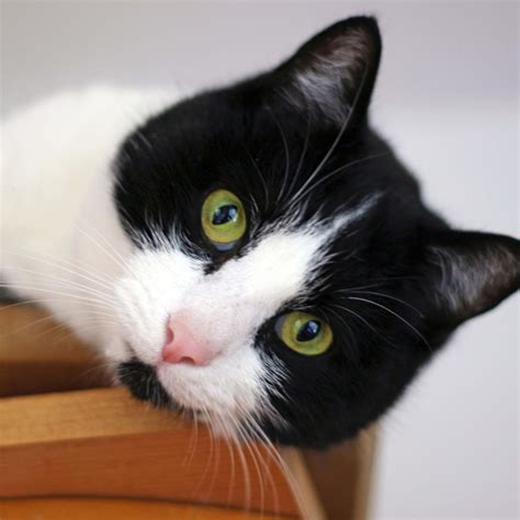 Black Cat and White Cat Create Stunning Baby With the Wildest Markings ...