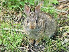 Image result for Baby Rabbit Milk Replacement