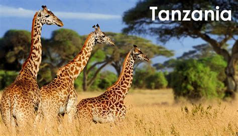 10 Must Visit Attractions in Tanzania - lifeberrys.com