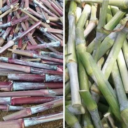 Nak COMBO PACK OF MULTICUT TAIWAN GIANT KING+RED NAPIER GRASS STICKS 10 ...