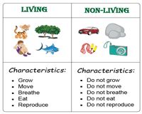 Diagram of Living and non-Living things | Quizlet