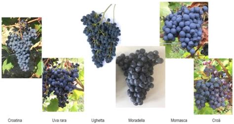 Autochthonous Red Varieties in the Oltrepò Pavese Wine District: An ...