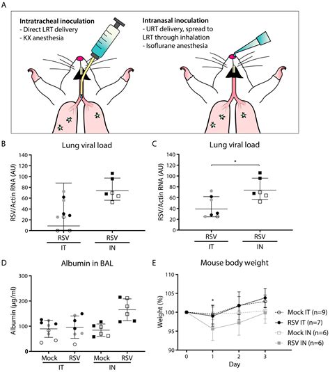 Pathogenesis of Respiratory Syncytial Virus Infection in BALB/c Mice ...