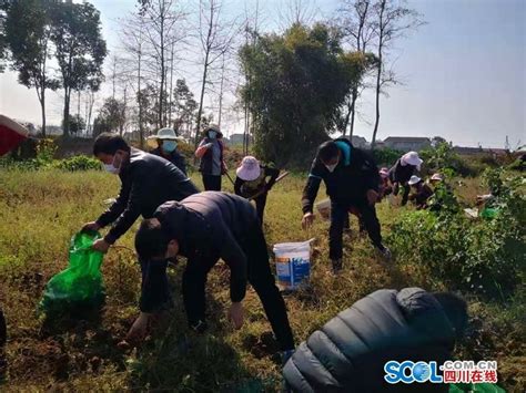 德阳一爱心企业为武汉捐赠10吨蔬菜 143名志愿者帮忙采摘_四川在线
