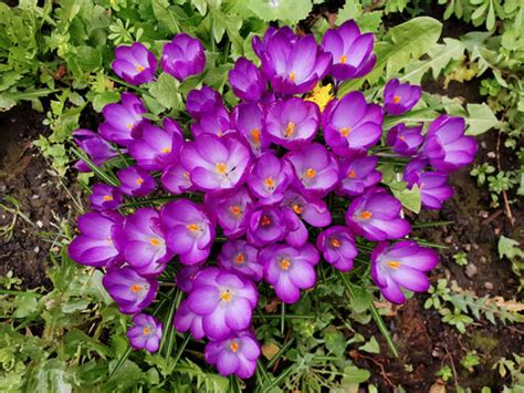 8 Crocus Varieties You Can Grow In Your Gardens – Ugaoo