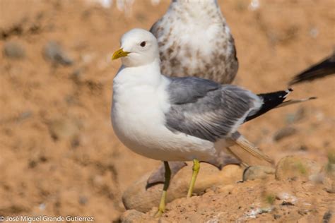 AVECEDARIO2016-UN MUNDO MARAVILLOSO: Gaviota cana-Larus canus-inglés ...