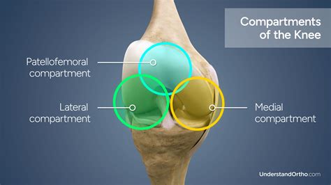 Components Of Knee