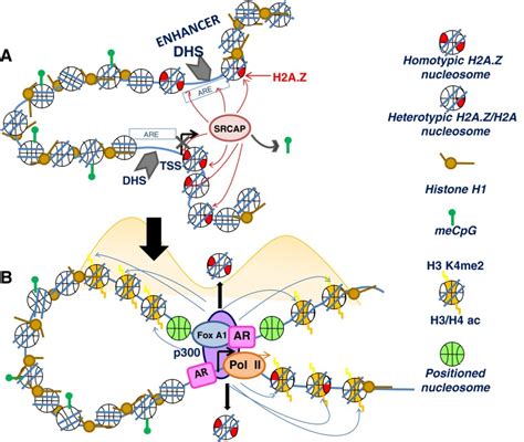 Promoter Region Models 的图像结果
