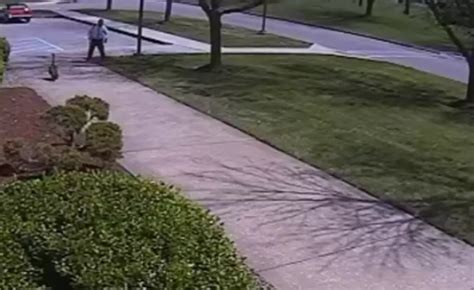 Rezultat imagine pentru Goose Attacks