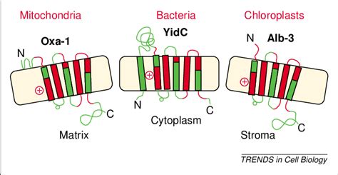 Evolutionarily conserved membrane chaperones of the Alb3/Oxa1/YidC ...