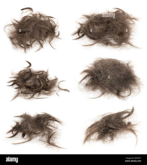 Tuft hair hi-res stock photography and images - Alamy