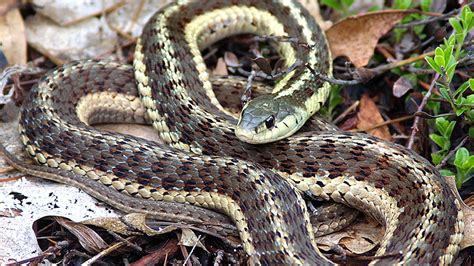 Image result for A Snake Using a Computer
