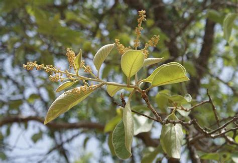 National Innovation Foundation-India