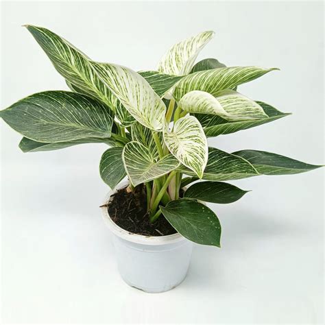 Philodendron Birkin – Gardencia Technology