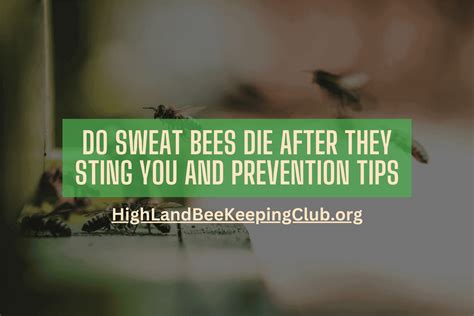 Do Sweat Bees Die After They Sting You And Prevention Tips