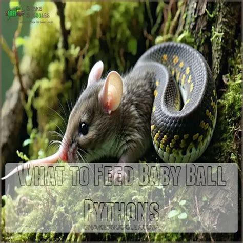 Feeding Baby Ball Python 的图像结果