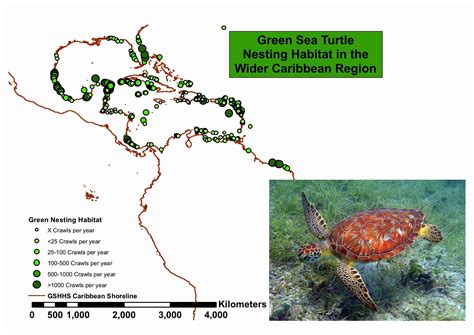 Sea Turtle Population Map