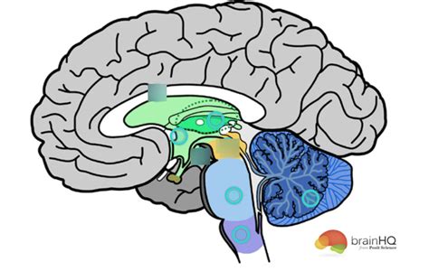 Brain Function Explained 的图像结果