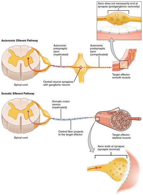 Sistema Nervioso Autónomo: Anatomía | Concise Medical Knowledge