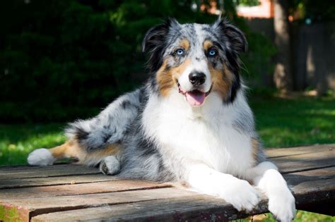 40 Medium-Sized Dog Breeds That Are the Perfect First Pet for Any ...
