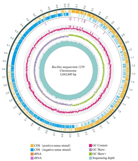 Genomics Analysis of Bacillus megaterium 1259 as a Probiotic and Its ...