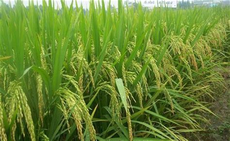 杂交水稻和转基因水稻的区别_百度知道