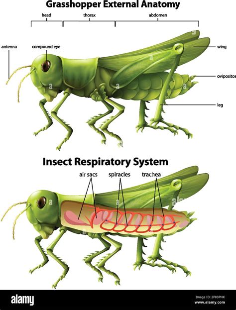 Grasshopper respiratory system diagram illustration Stock Vector Image ...
