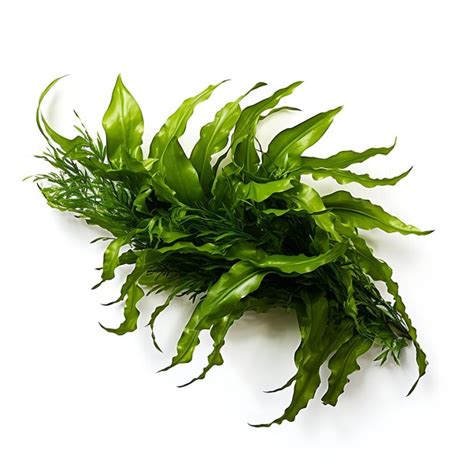 Java Fern Small Leaves at Tip 的图像结果