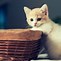 Image result for Cute Kittens and Bunnies
