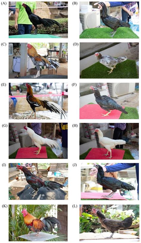 Native Chicken Breeds 的图像结果