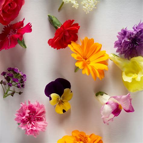 Fresh Edible Flower Selection – Foraged Flavour Edible Flowers