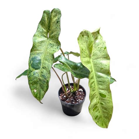 Philodendron Paraiso Verde – Rare Speckled Variegated Aroid | Soiled