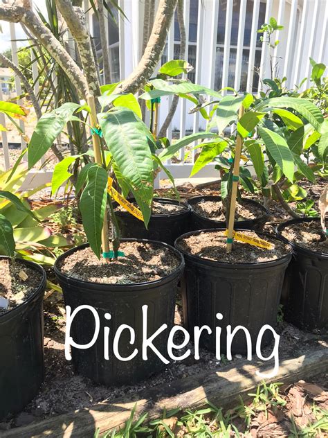 Image result for Dwarf Mango Tree