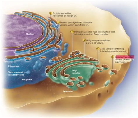 Image result for Vesicles Structure and Function