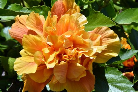 Fluffy Hibiscus Flower Free Stock Photo - Public Domain Pictures