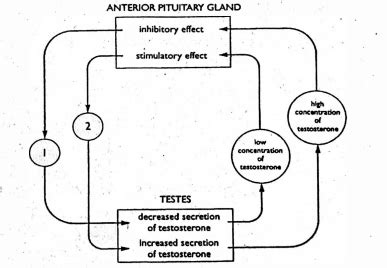 The accompanying diagram shows the self-regulating effect of ...