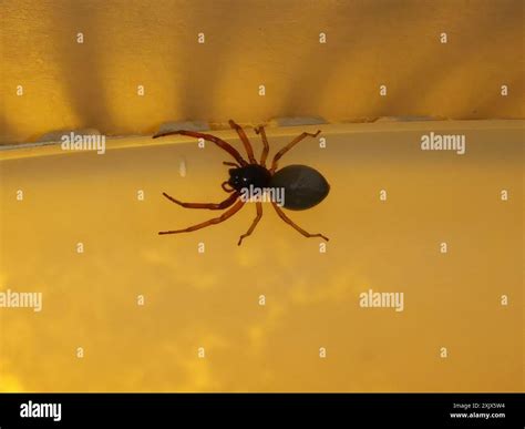 Broad-faced Sac Spider (Trachelas tranquillus) Arachnida Stock Photo ...