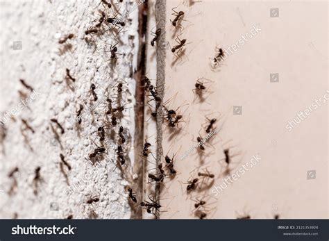 3.738 Ant Infestations Images, Stock Photos & Vectors | Shutterstock